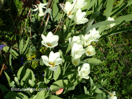 flower_landscape
