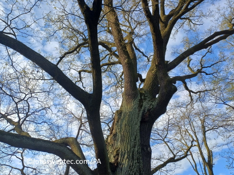 a 29 05 2025 tree blue sky PK
