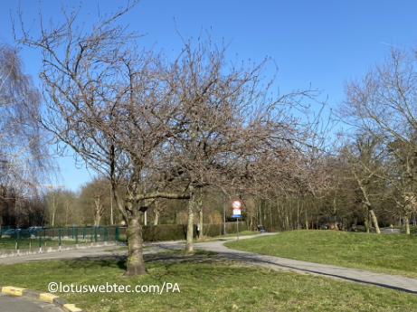a 31 05 2025 trees in spring park PK