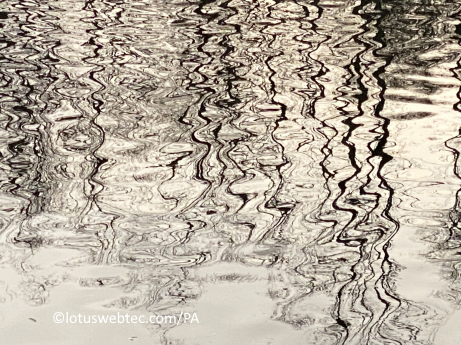 adagia 16 03 2025 meer Witte Zwaan