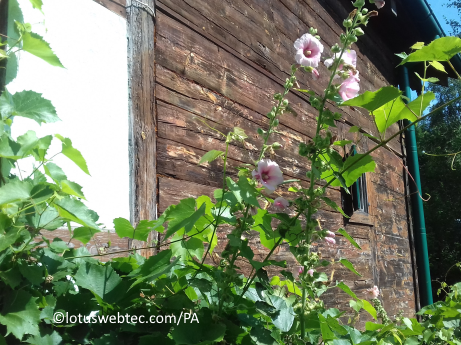 flowers_landscape