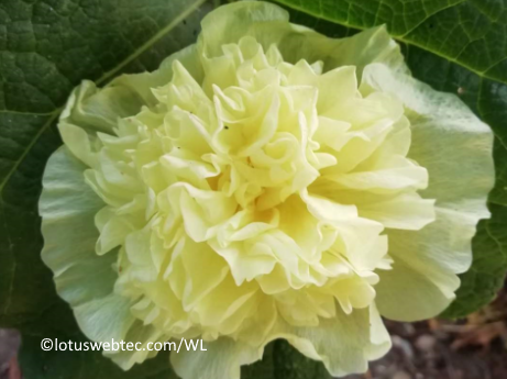 w 12 06 2025 food art